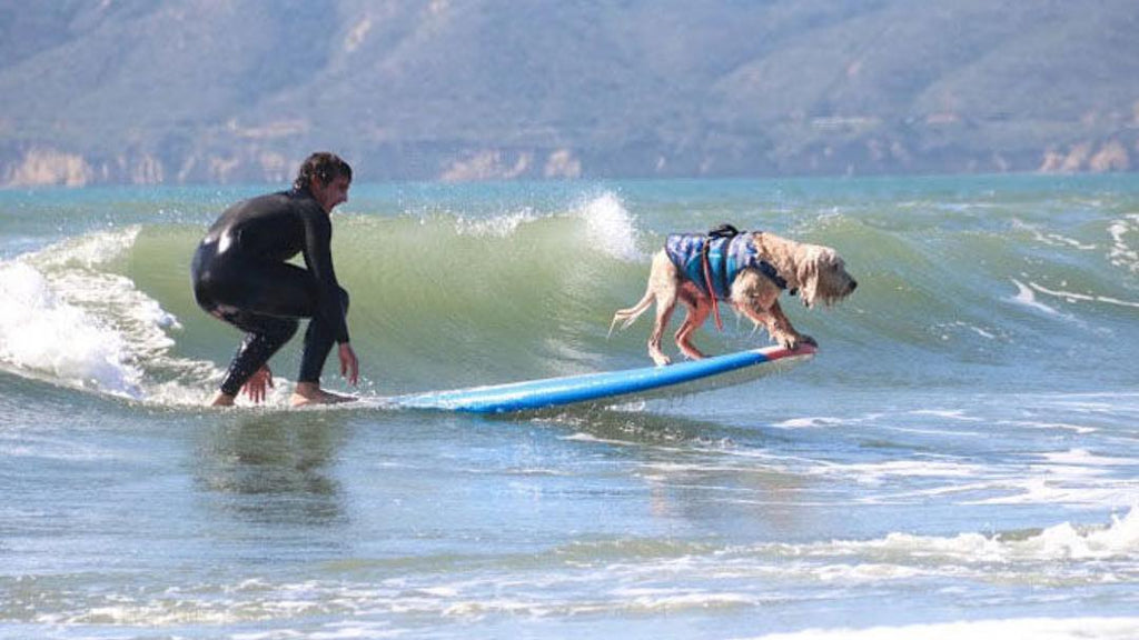 Check out our sponsored surf dog Bamboo