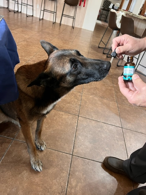 How Long Does It Take for CBD to Start Working in Dogs?
