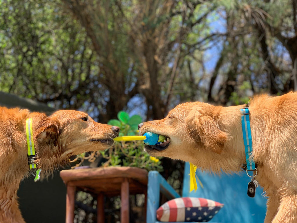 CBD for Allergies in Dogs: Natural Relief from Inflammation