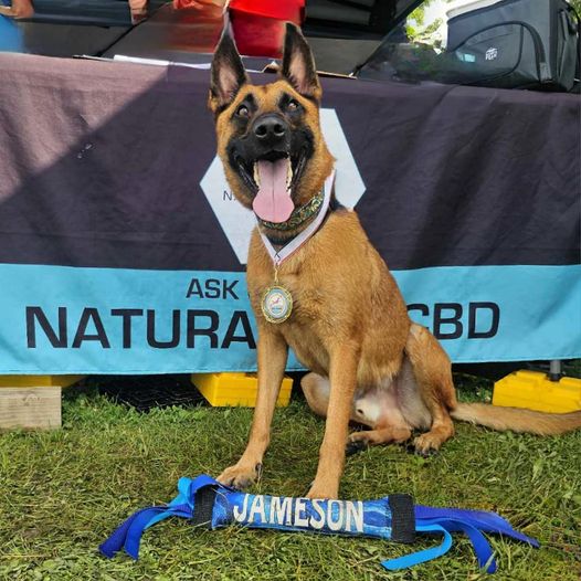Unlocking Canine Bliss: How CBD Can Help Enhance Your Dog's Happiness and Well-Being