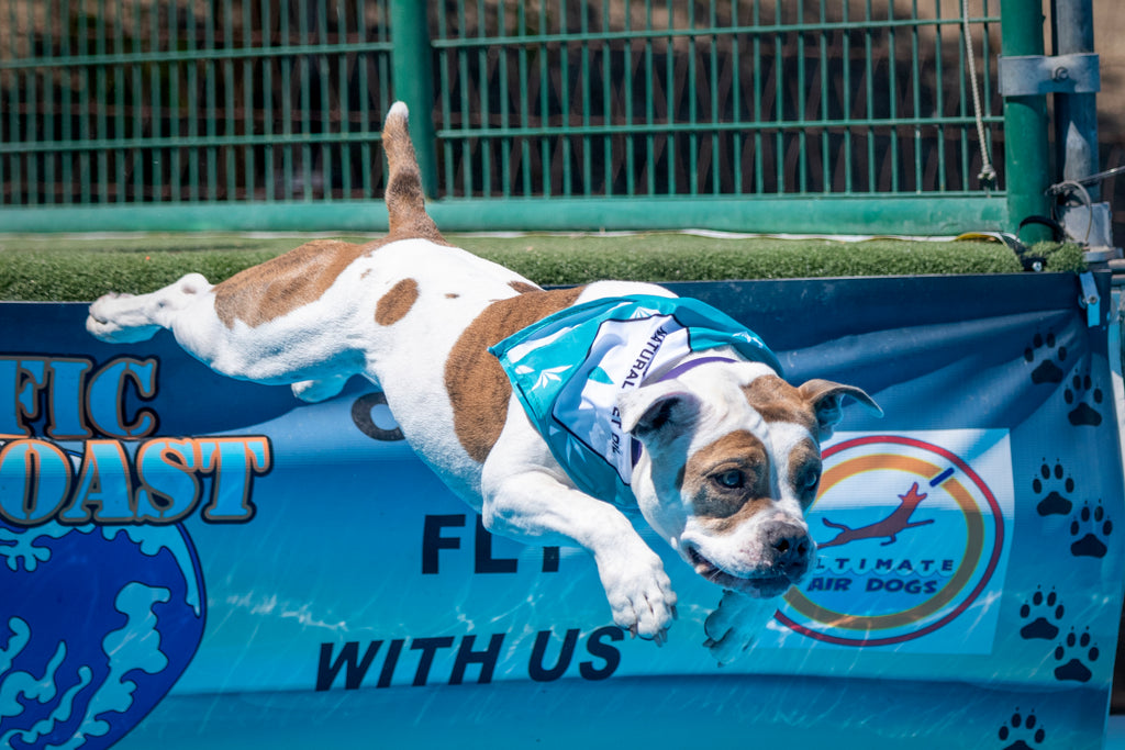 Boost Your Dog Athlete's Performance with CBD: Benefits and Uses