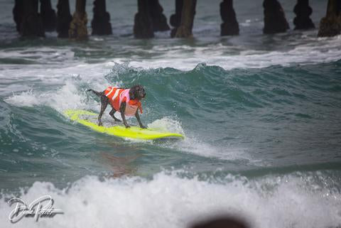 Come cheer on our furry surfing friends!
