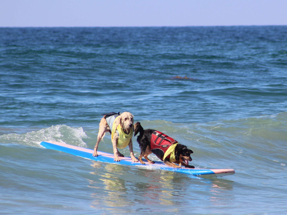 The McKenna Subaru Surf City Surf Dog® results are in!