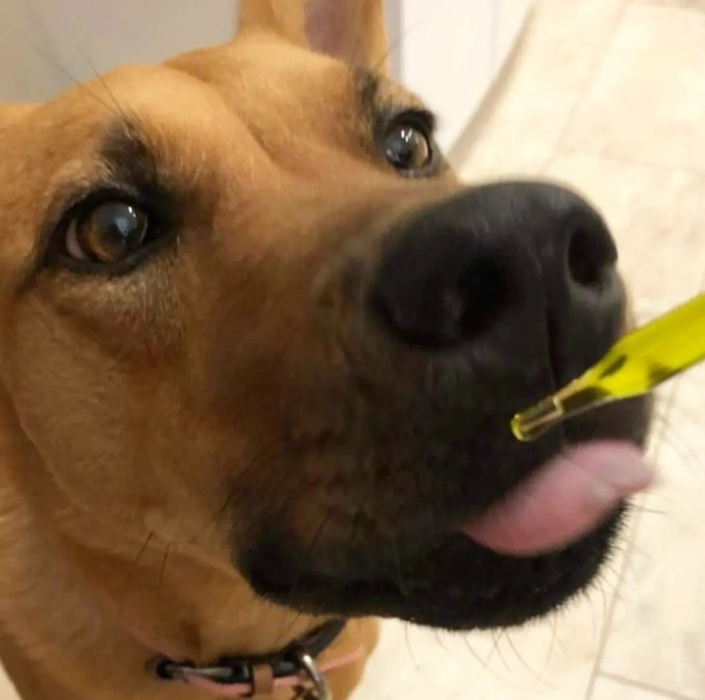 CBD for Dog Cancer: Supported by Clinical Studies