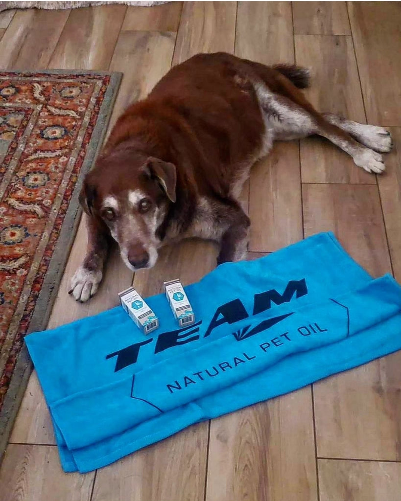 Can CBD Help with My Pet's Arthritis or Joint Pain?