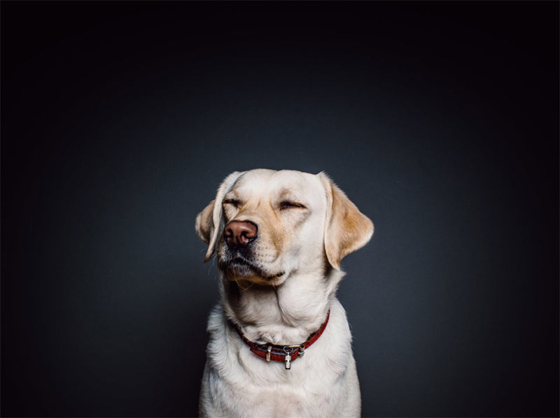 Arthritis and joint inflammation in older pets